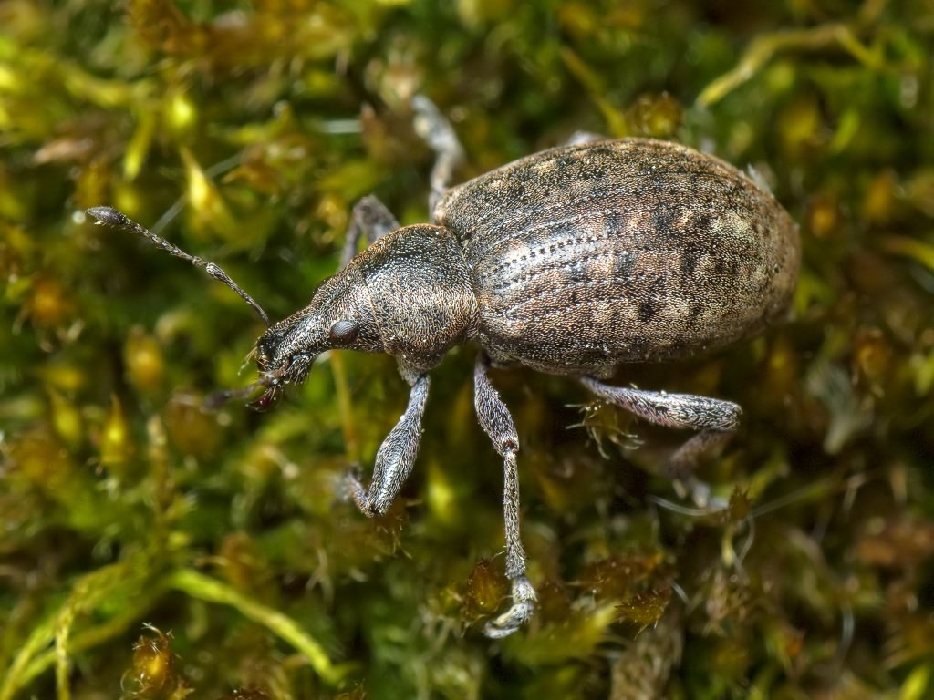 Liophloeus tessulatus (Müller, 1776)